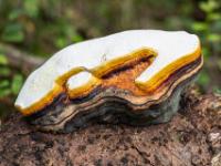 Baumpilz in bunten Lagen mit weißer Oberschicht